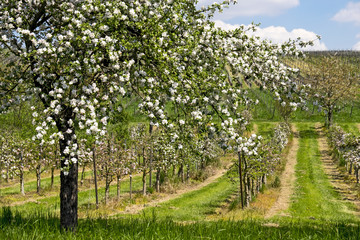 Plakat Apfelbaumplantage
