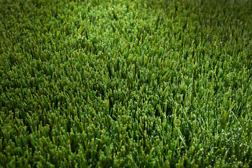 Background of artificial green grass
