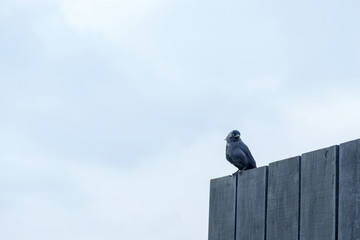 Bird on wooden wall.