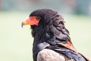 Terathopius ecaudatus