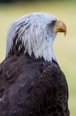 Bald eagle