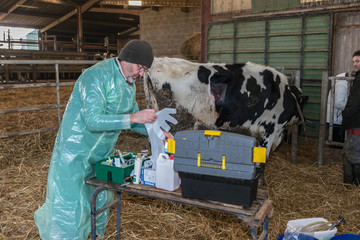 opération par le vétérinaire de la caillette d'une vache laitière dans l'étable. © antoine-photographe