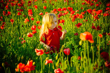 child or little boy in field of poppy seed