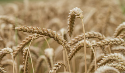 close up view of stalks of golden wheat ripe and ready to be harvested  on a field in Switzerland