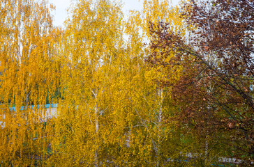 Autumn landscape. Yellow leaves on tree branches