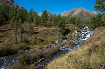 Fototapeta na wymiar Mountain landscape. Mountain river in the Altai Republic.