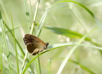 motyl w trawie © Henryk Niestrój
