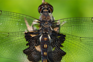 Black Saddlebags Dragonfly