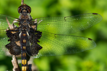 Black Saddlebags Dragonfly