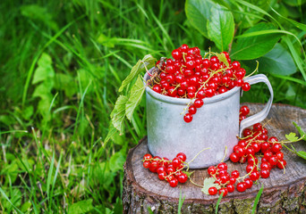 Red currant in a metal mug on the street
