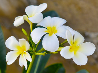 Fototapeta na wymiar White and yellow plumeria flowers on a tree