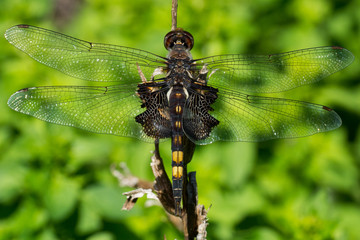 Black Saddlebags Dragonfly