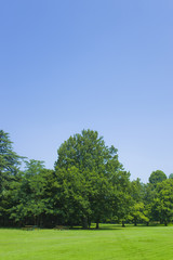 公園　木