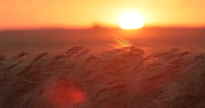 Germany, Sonnenuntergang im Gerstenfeld [ROH]