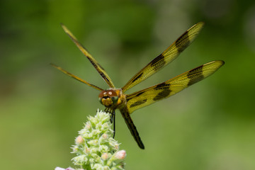 Halloween Pennant