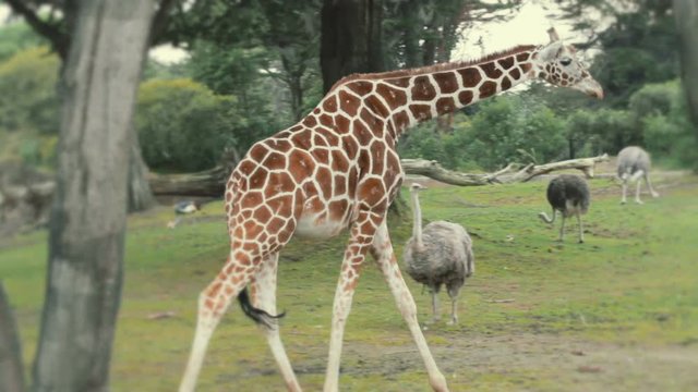 Giraffe taking a stroll