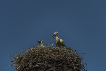 Stork on nest with dark blue sky