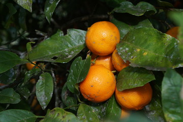 lemon tree