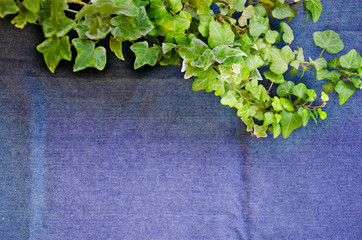 Ivy on top of the denim
