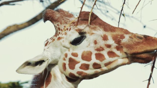 Closeup portrait of a Giraffe grazing shrubbery from a tree.