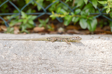 Small lizard that takes the sun on a low wall