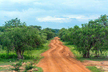 Fototapeta na wymiar Scenics View of soil Road Amidst Forest Trees