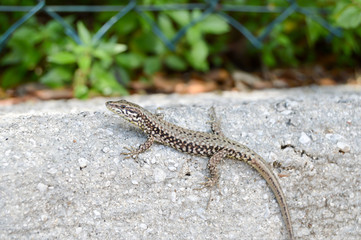 Small lizard that takes the sun