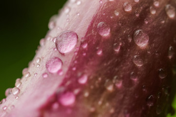 Pink Flower petal
