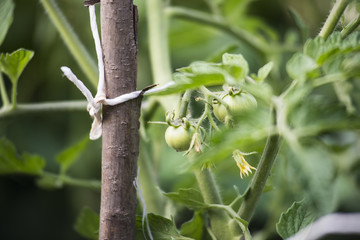 Dojrzewające na krzakach pomidory, których owoce pojawiają się w różnym czasie, w zależności od odmiany. - obrazy, fototapety, plakaty
