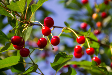 Ripe cherry berries on a tree branch in garden