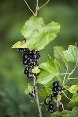 Owoce czarnej porzeczki w Polsce pojawiają się w lipcu. Oprócz jedzenia surowych owoców robi się z nich zaprawy m. in. soki, dżemy. - obrazy, fototapety, plakaty