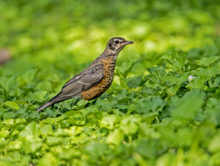 Juvenile Robin sits waiting on parents to feed him.