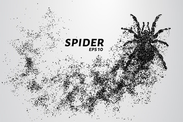 Spider of particles. The spider consists of circles and points. Vector illustration
