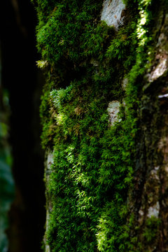 Green lichen in a tree; dark texture
