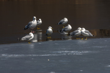 Sea Gulls on Ice - 164088690