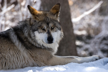 Grey Wolf in snow - 164088699
