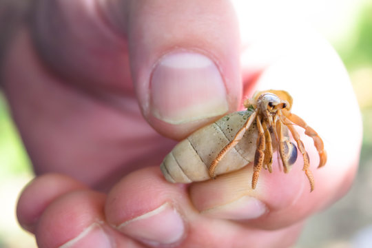 Fingers holding Hermit crab