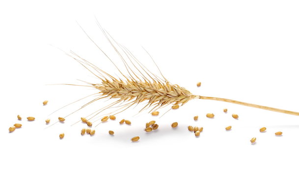 Ears of wheat and seeds isolated on white background