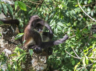 MONKEY