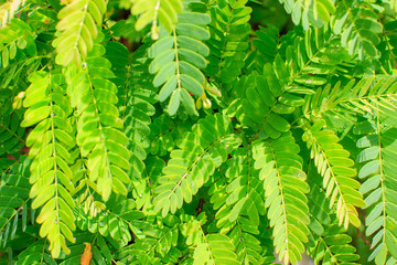 Fototapeta na wymiar Close up green tamarind leaves pattern texture background.