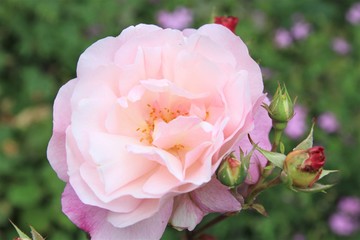 Beautiful pink roses garden. Blossom