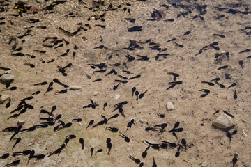Girini: tadpoles, Sicilia 