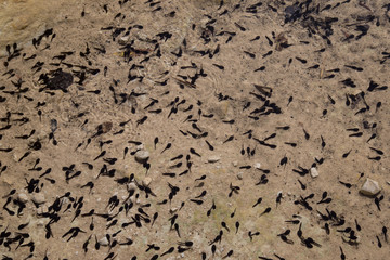 Girini: tadpoles, Sicilia 