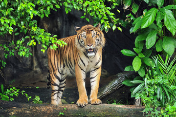 Fototapeta na wymiar Behavior of the tiger.