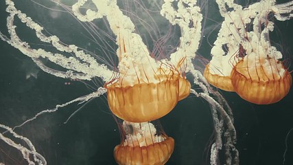 Incredible footage of a Jellyfish swarm