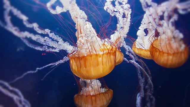 Incredible footage of a Jellyfish swarm.