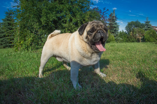 Mops