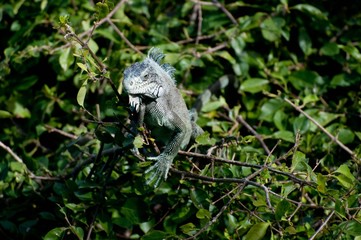 Iguane de Terre de haut - Les Saintes