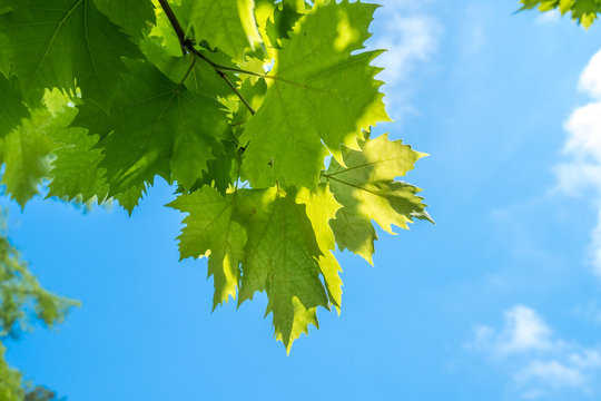 sunlit leaves of sycamore as natural background