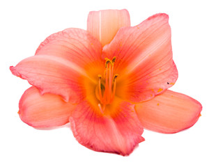 Fototapeta na wymiar Flower daylily on white background